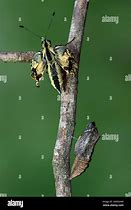 Image result for Pupa of Swallotail