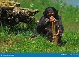 Image result for Stillborn Chimp