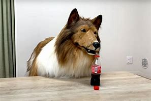 Image result for Dog Man Comody