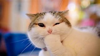 Image result for Cute Funny Cats