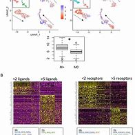 Image result for Shh Pathway Medulloblastoma