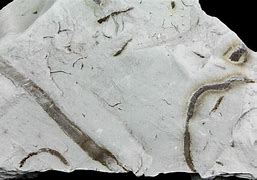 Image result for Worm Fossil