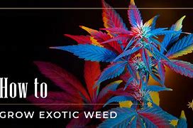 Image result for Exotic Weed Blue