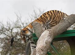 Image result for Marwell Zoo