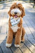 Image result for Brown and White Goldendoodle