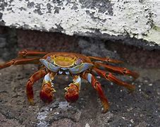 Image result for Kepiting Cancer