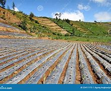 Image result for Chilli Plantation