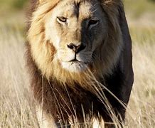 Image result for African Lion Pride