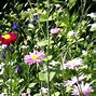 Image result for Daisy Seedlings