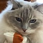 Image result for Large Ragdoll Cat