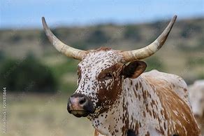 Image result for Stock Images Nguni Cattle