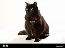 Image result for Green and Black Cat