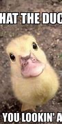 Image result for Duck Love Meme