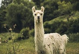 Image result for Top HD Desktop Wallpapers Lama Fera Symboln