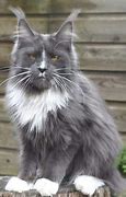 Image result for Bengal Maine Coon Cat