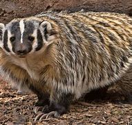 Image result for Desert Badger