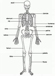 Image result for Simple Skeletal System Diagram