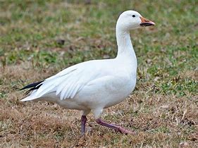 Image result for Snow Goose Decal