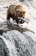 Image result for Where to Fish Sea Bear