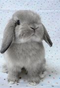 Image result for Cute Baby Bunnies Holland Lop