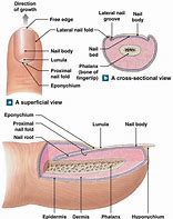 Image result for Finger Labels