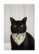 Image result for How to Make a Cat Bandana