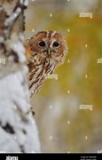 Image result for Owl Hide Among Leaves