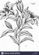 Image result for Black and White Lino Print Lily