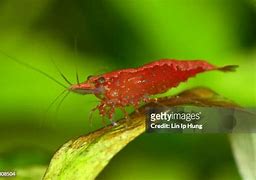 Image result for Shrimp Antennae