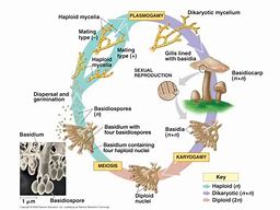 Image result for Chytridiomycota Characteristics