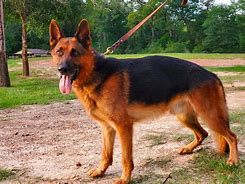 Image result for White German Shepherd 1 Year Old