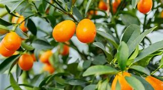 Image result for Kumquat Tree Indoor