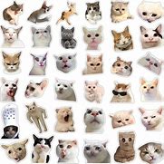 Image result for Stinky Cat Face Meme