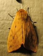 Image result for Moth Whole