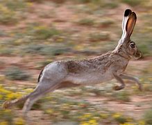 Image result for Hare in the Dark