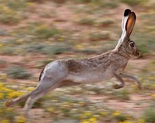 Image result for All Hare