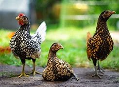 Image result for Miniature Chickens