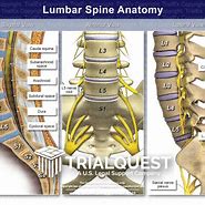 Image result for Spinal Nerves Lumbar Spine