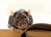 Image result for Rat Reading Book