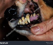 Image result for Dog Tooth Tartar