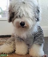 Image result for Sheepadoodle Images