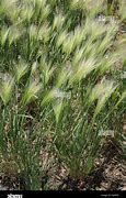 Image result for Foxtail Barley