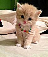 Image result for Picks of Stampy Cat