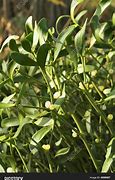 Image result for Mistletoe Plant