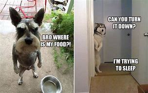 Image result for Funny Dog Standing