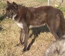 Image result for Brown Wolf Dog