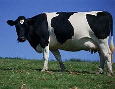 Image result for Friesian Cow Showing