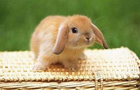 Image result for Light Brown Baby Bunny