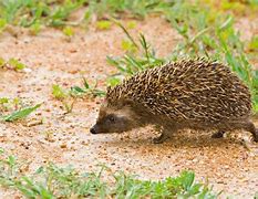 Image result for Southern African Hedgehog