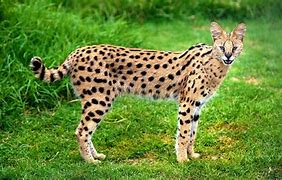 Image result for Serval Cat as a House